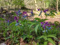 Lathyrus vernus (L.) Bernh. resmi