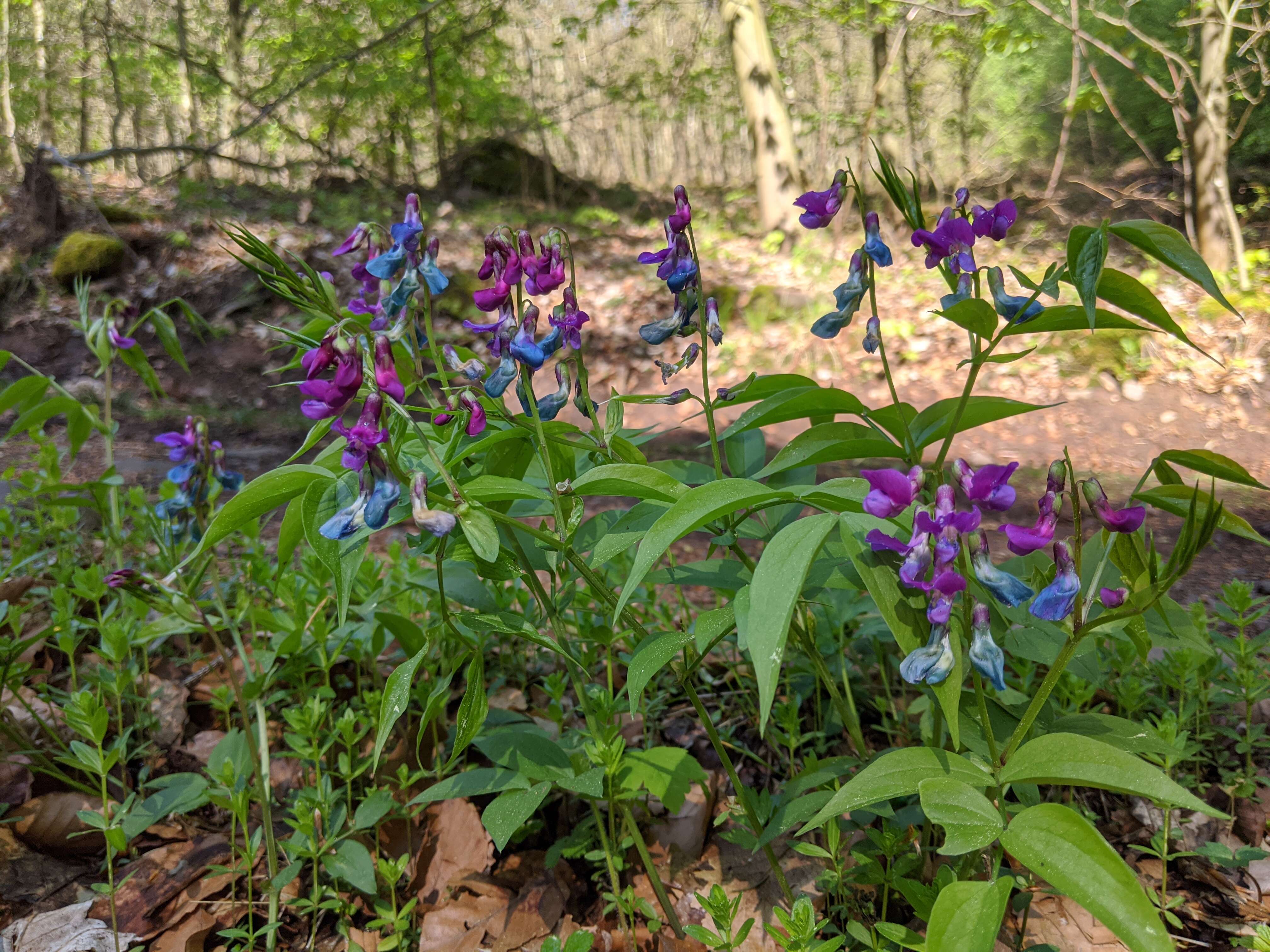 Image of spring pea