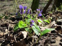 Image of sweet violet