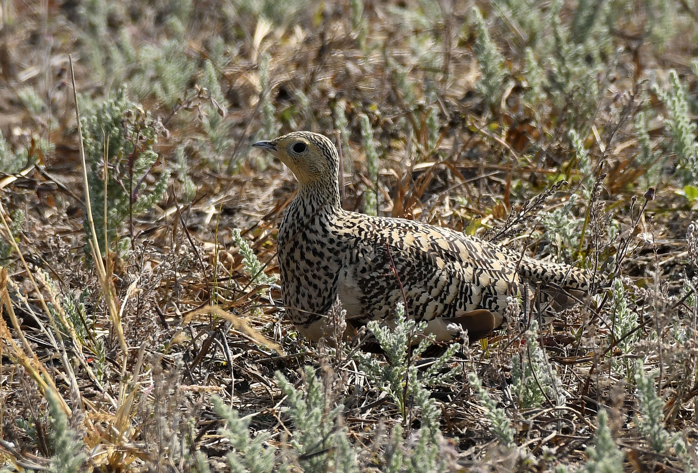 Image of Chestnut-bellied Sandgrouse