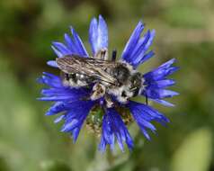 Image of Centaurea cyanoides Berggren & Wahlenb.