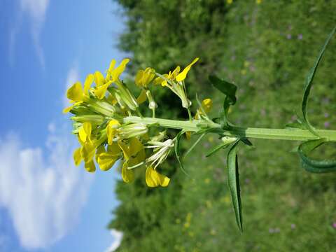 Image of smelly wallflower