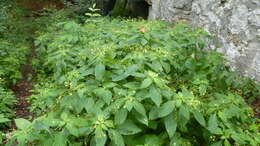 Image of small balsam