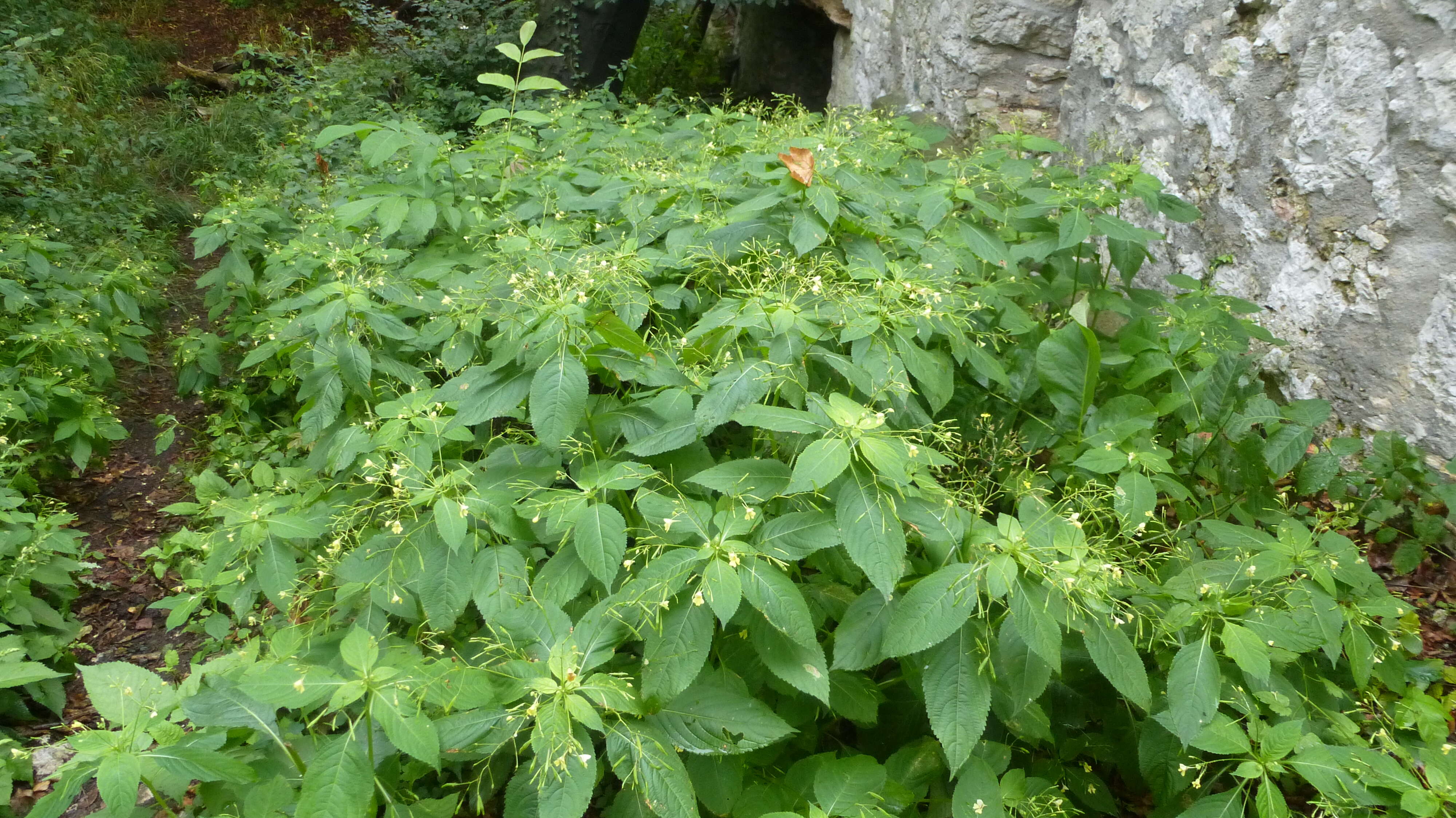 Image of small balsam