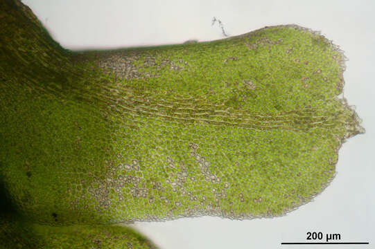 Image of Common Fold-leaf Liverwort