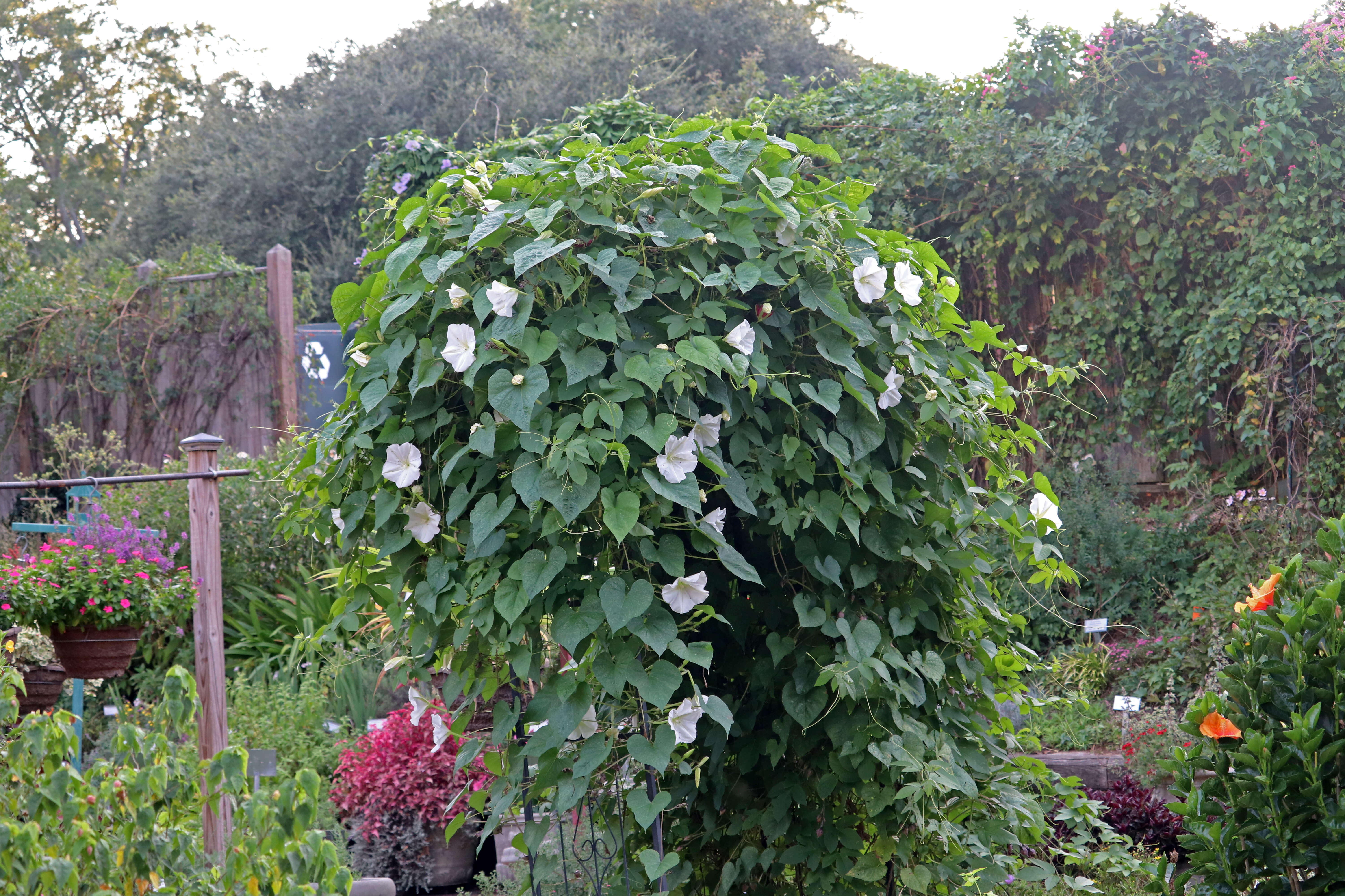 Image of Moonflower or moon vine