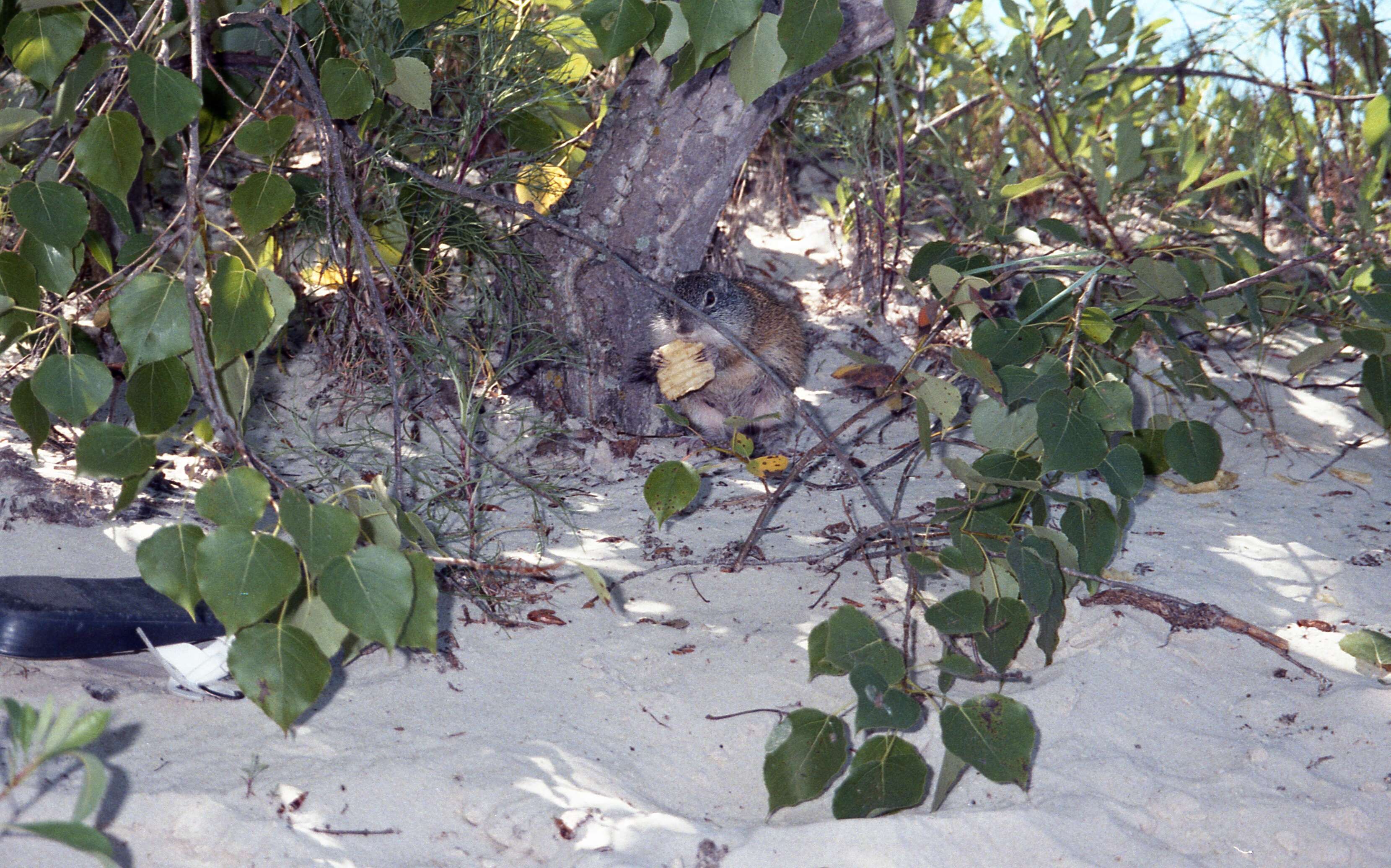 Image of Poliocitellus A. H. Howell 1938