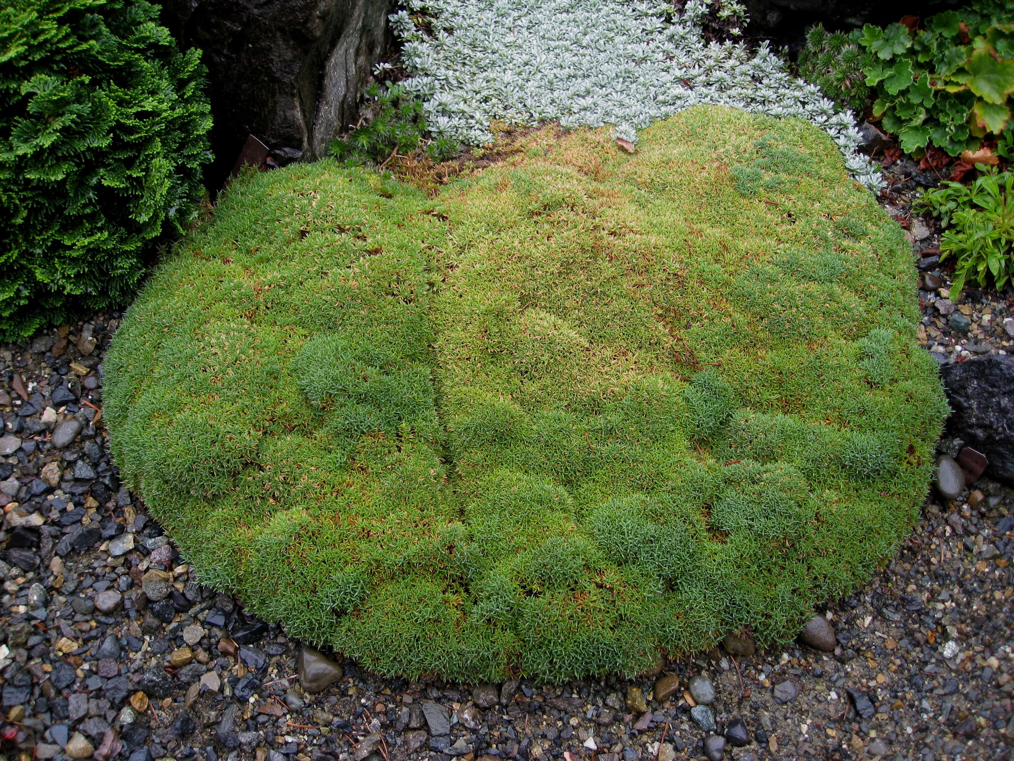 Imagem de Dianthus anatolicus Boiss.