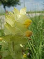 Image of European yellow rattle