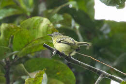 Image of Yellow-margined Flycatcher