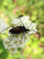 Image of Black-striped Longhorn Beetle