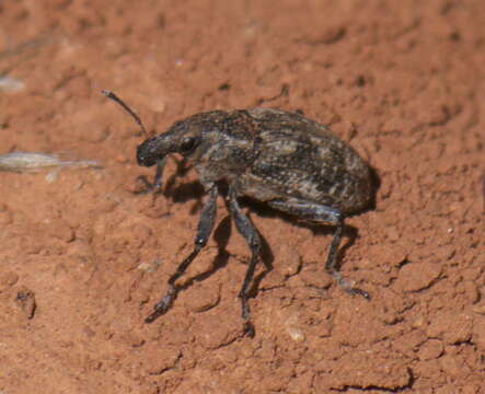 Image of Apleurus lutulentus Anderson 1987