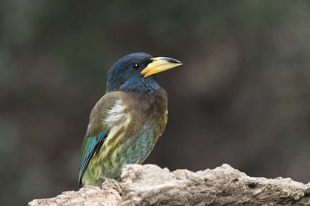 Image of Great Barbet