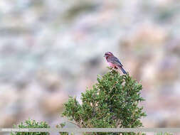 Plancia ëd Carpodacus rhodochlamys (Brandt & JF 1843)