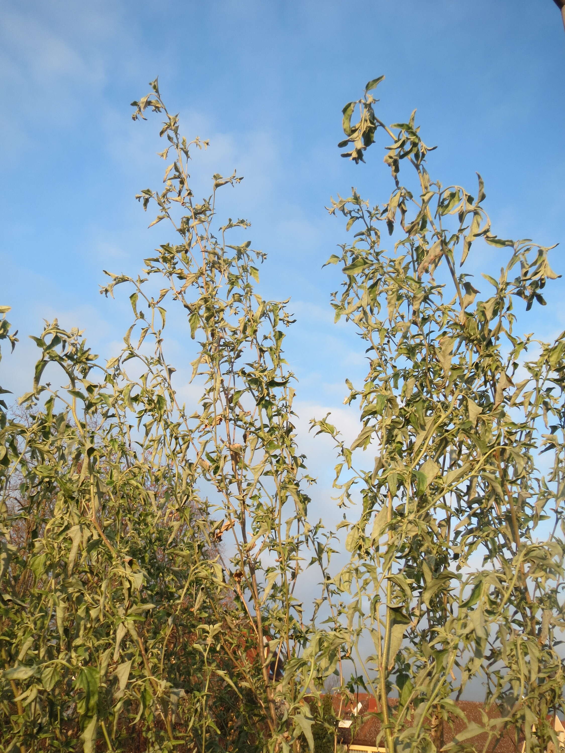 Image de Atriplex sagittata Bkh.