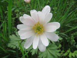 Image of Balkan Anemone