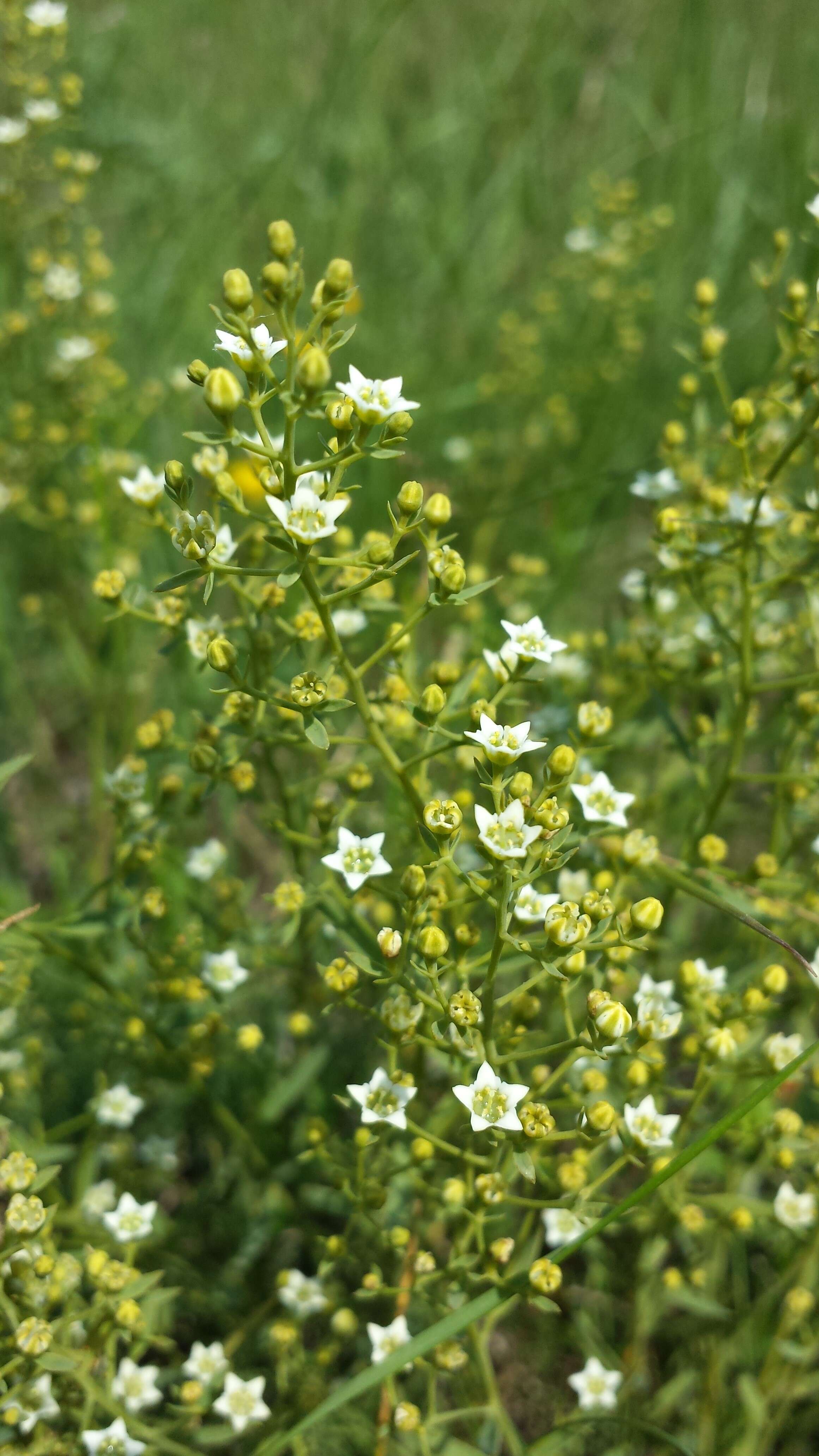 Image of flaxleaf