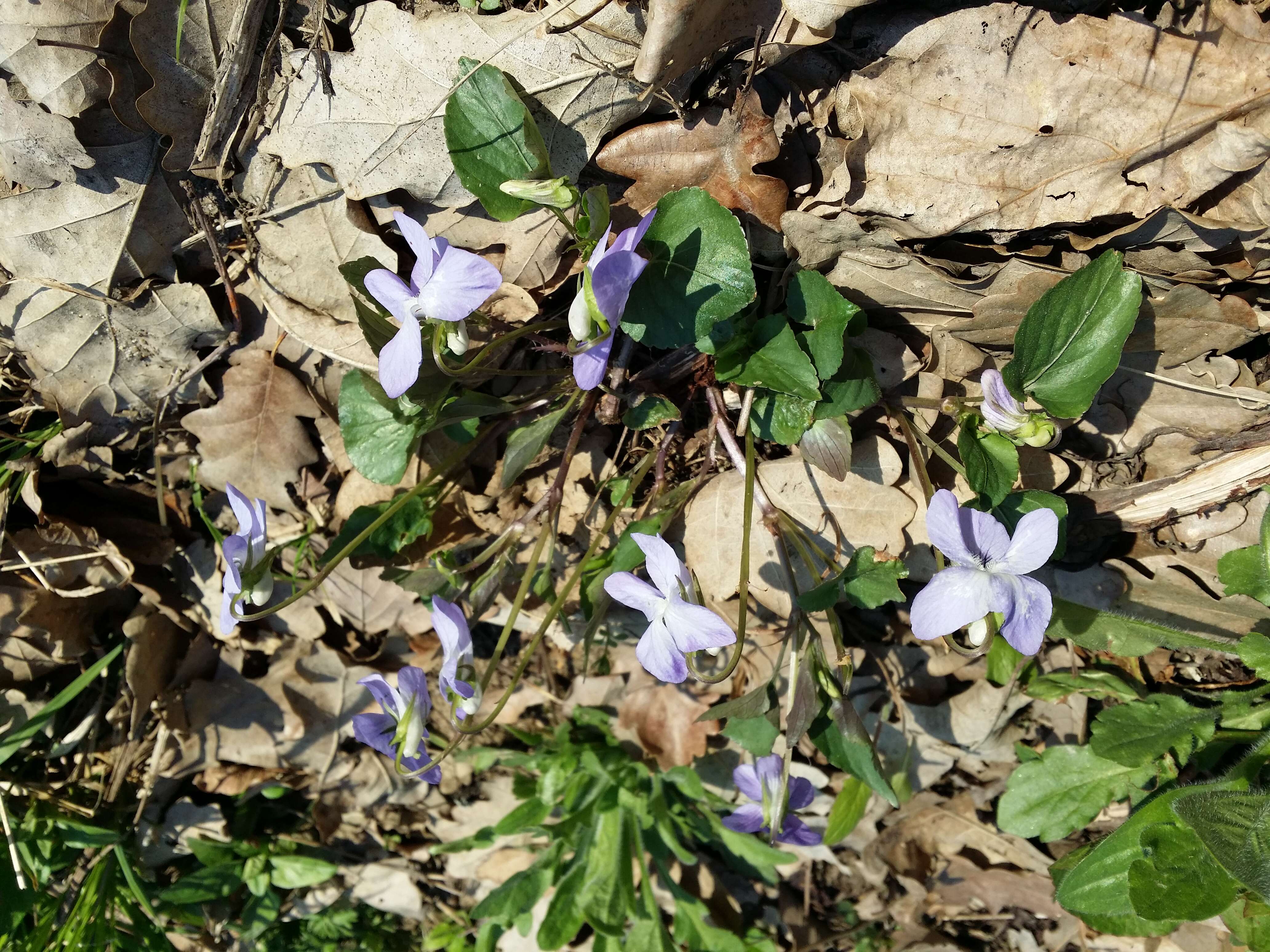 Image of common dog-violet