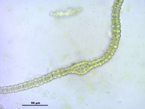 Image de Antitrichia curtipendula Bridel 1819