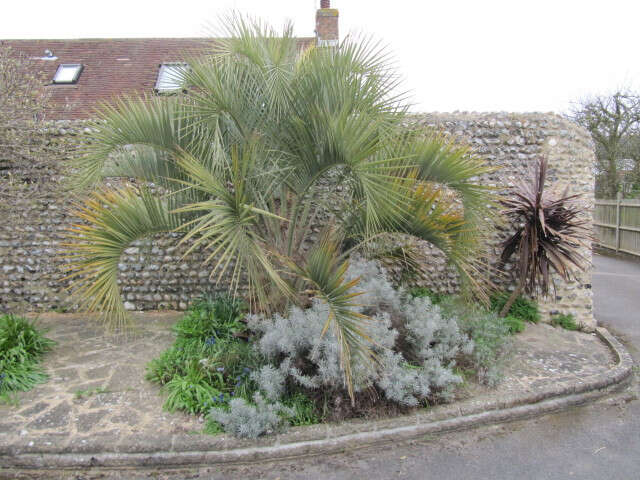 Image of South American jelly palm