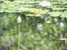 Image of waterlilies