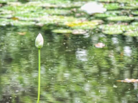 Image of waterlilies