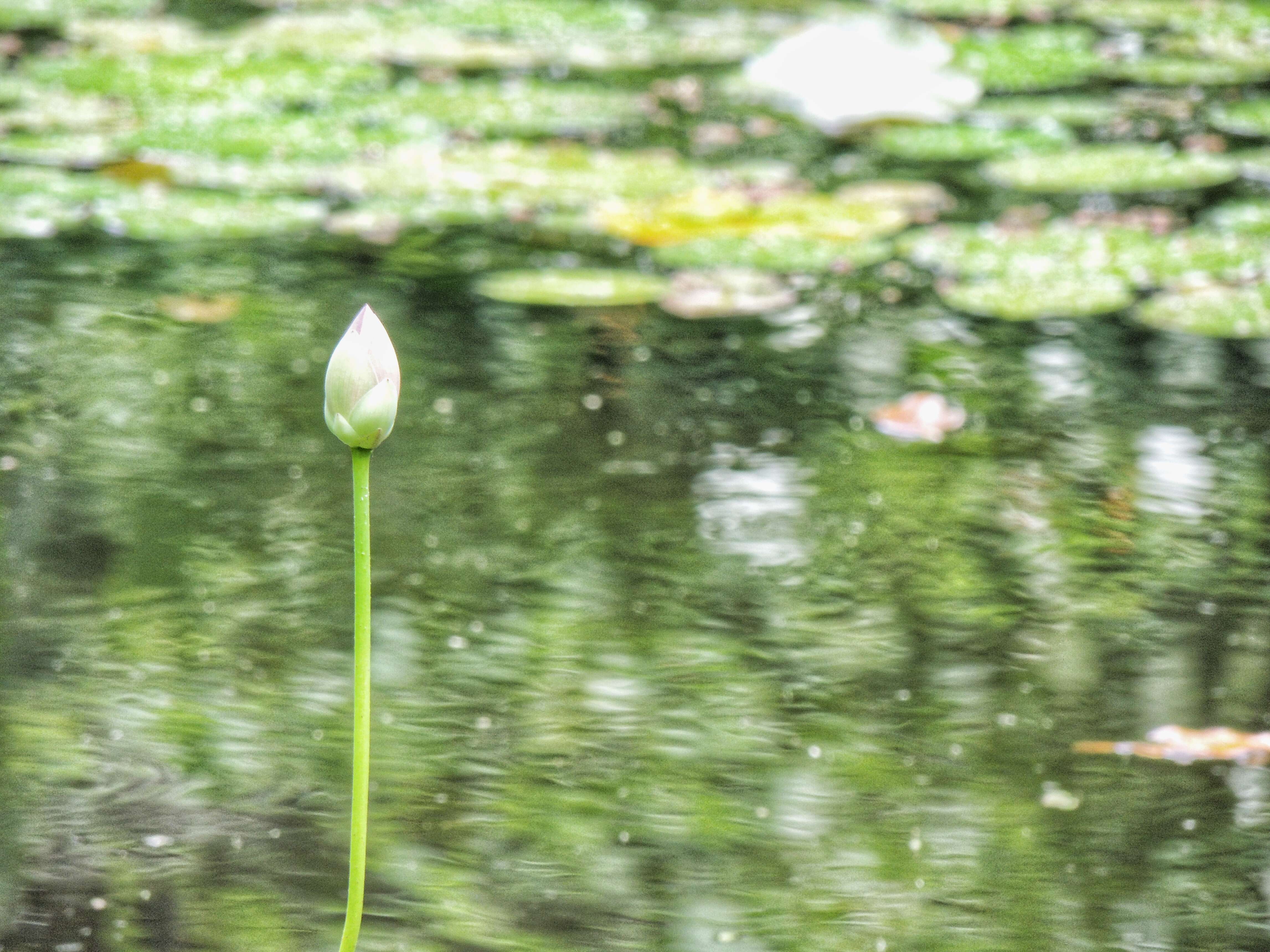 Image of waterlilies