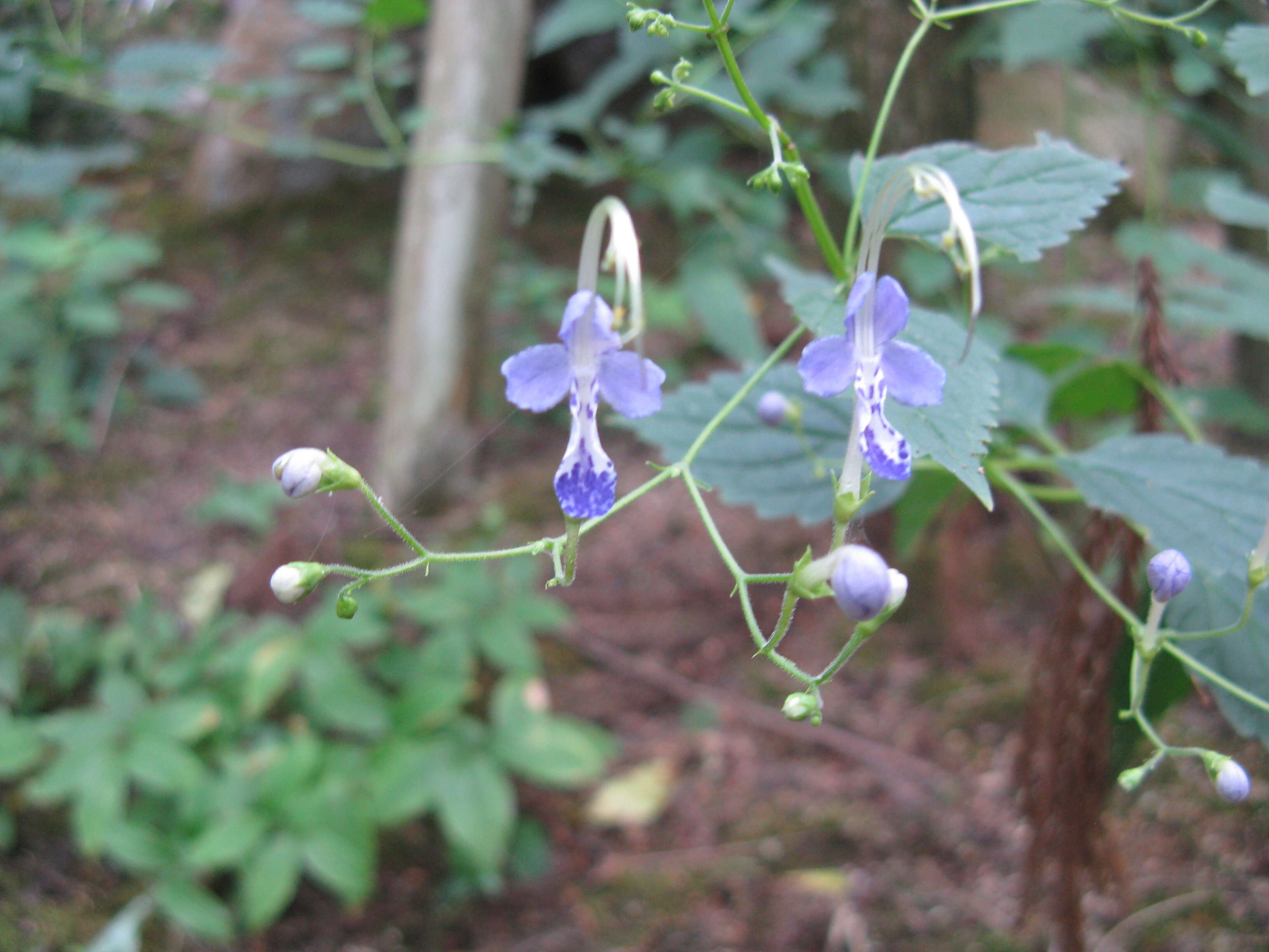 Imagem de Tripora divaricata (Maxim.) P. D. Cantino