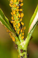 Image of Aphid