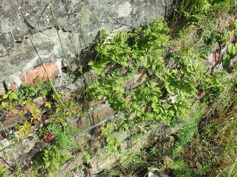 Image of scented oakfern