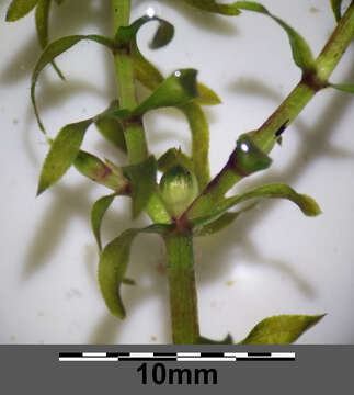 Image of western waterweed