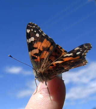 Plancia ëd Vanessa cardui