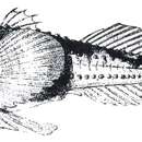 Image of Caspian stellate tadpole-goby