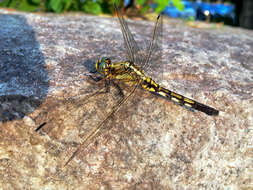 Sivun Orthetrum albistylum (Selys 1848) kuva