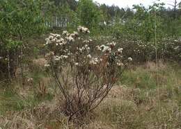 Imagem de Rhododendron tomentosum (Stokes) Harmaja