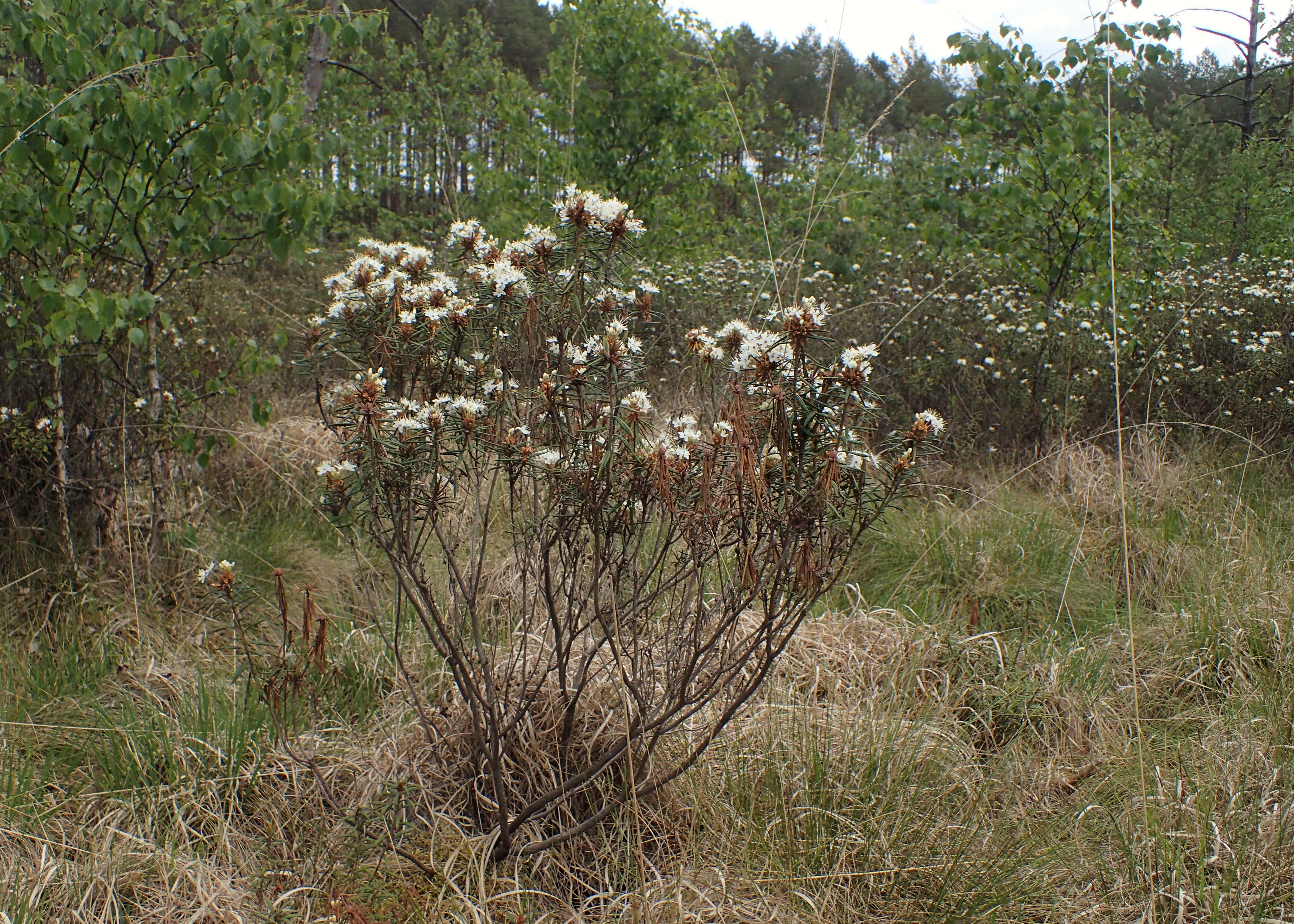 Imagem de Rhododendron tomentosum (Stokes) Harmaja