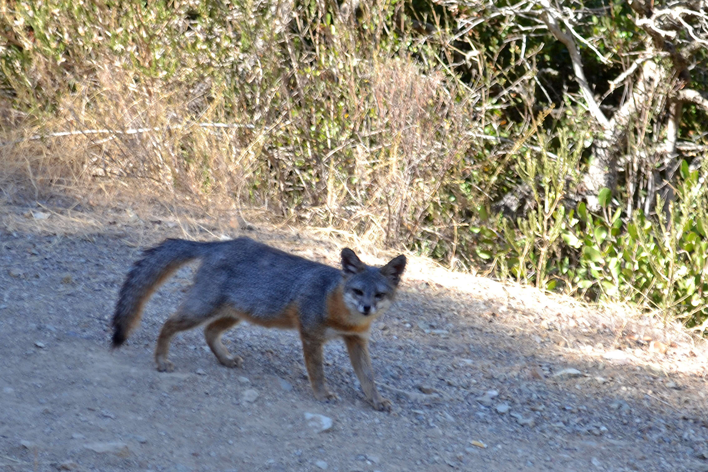 Image of California Channel Island Fox