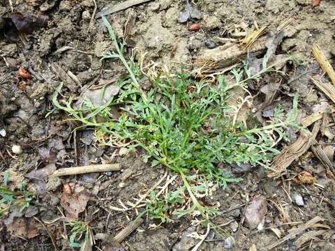 Image of Creeping Watercress