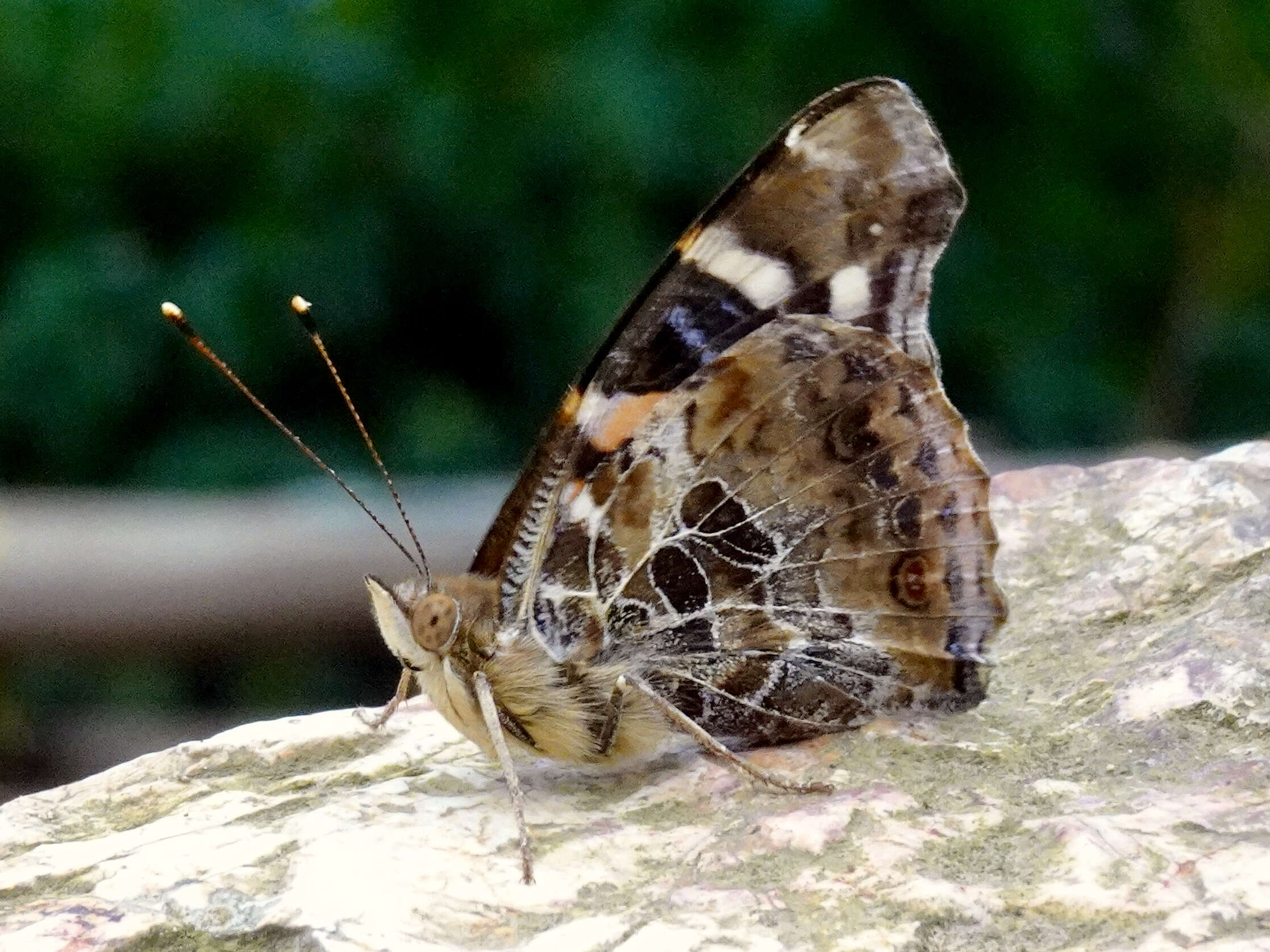 Image of Asian Admiral