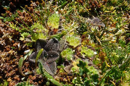 Image of Myosotis antarctica Hook. fil.