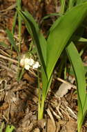 Image of convallaria