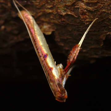 Image of Caloptilia chrysitis (Felder & Rogenhofer 1875)