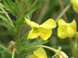 Image of common evening primrose