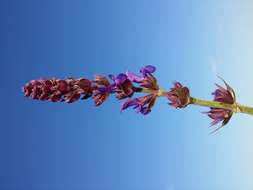 Imagem de Salvia nemorosa L.