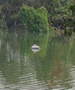 Image of Grey Pelican