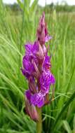 Image of Narrow-leaved marsh-orchid