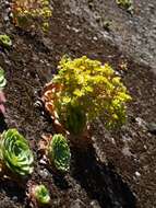 Image of Aeonium glandulosum (Ait.) Webb & Berth.