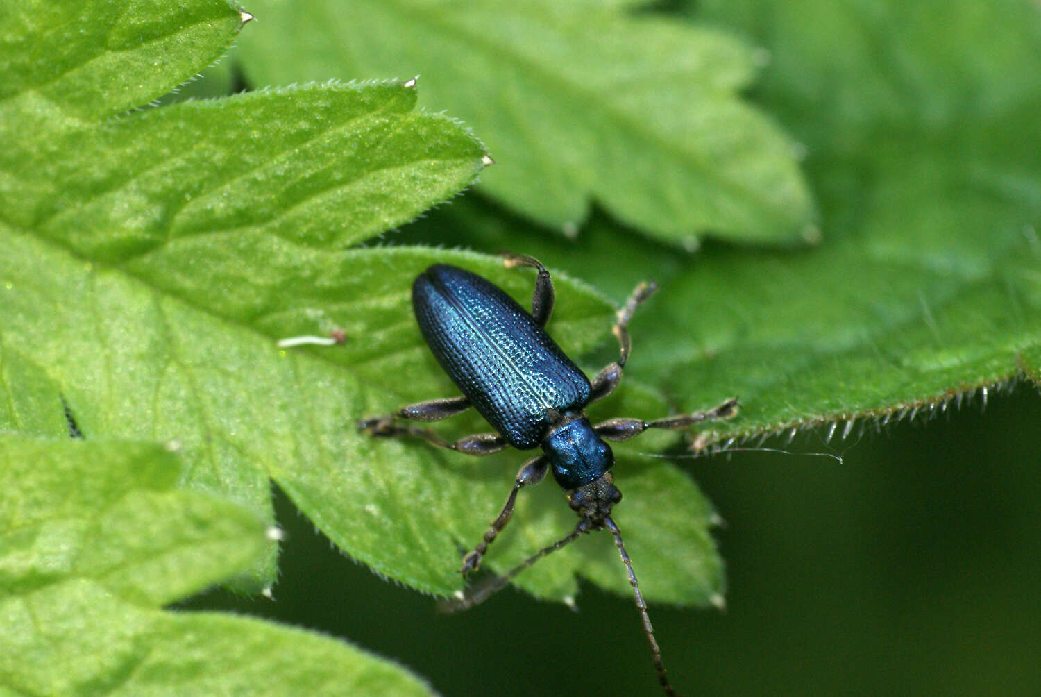 Image of Plateumaris sericea