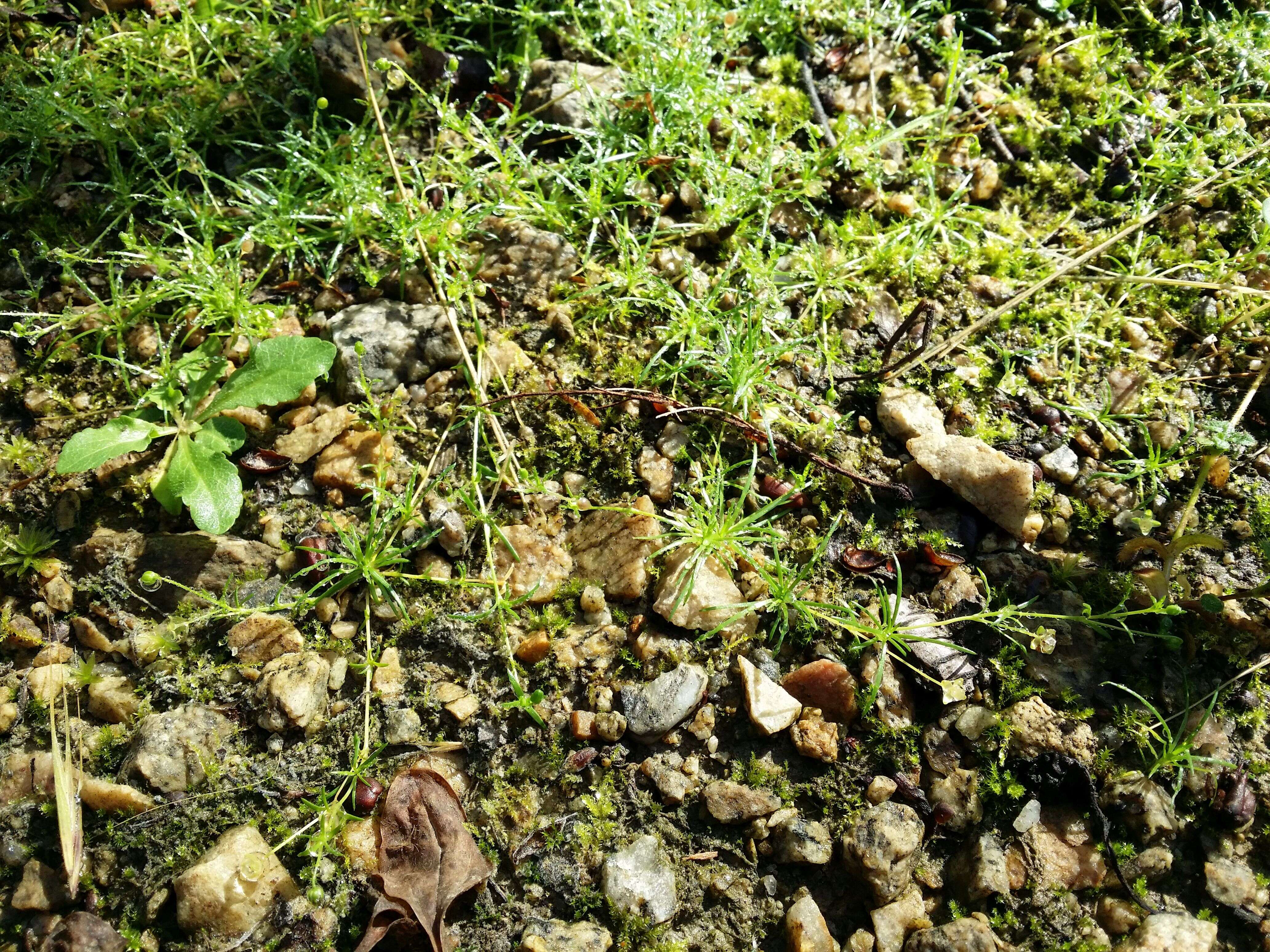 Image of birdeye pearlwort