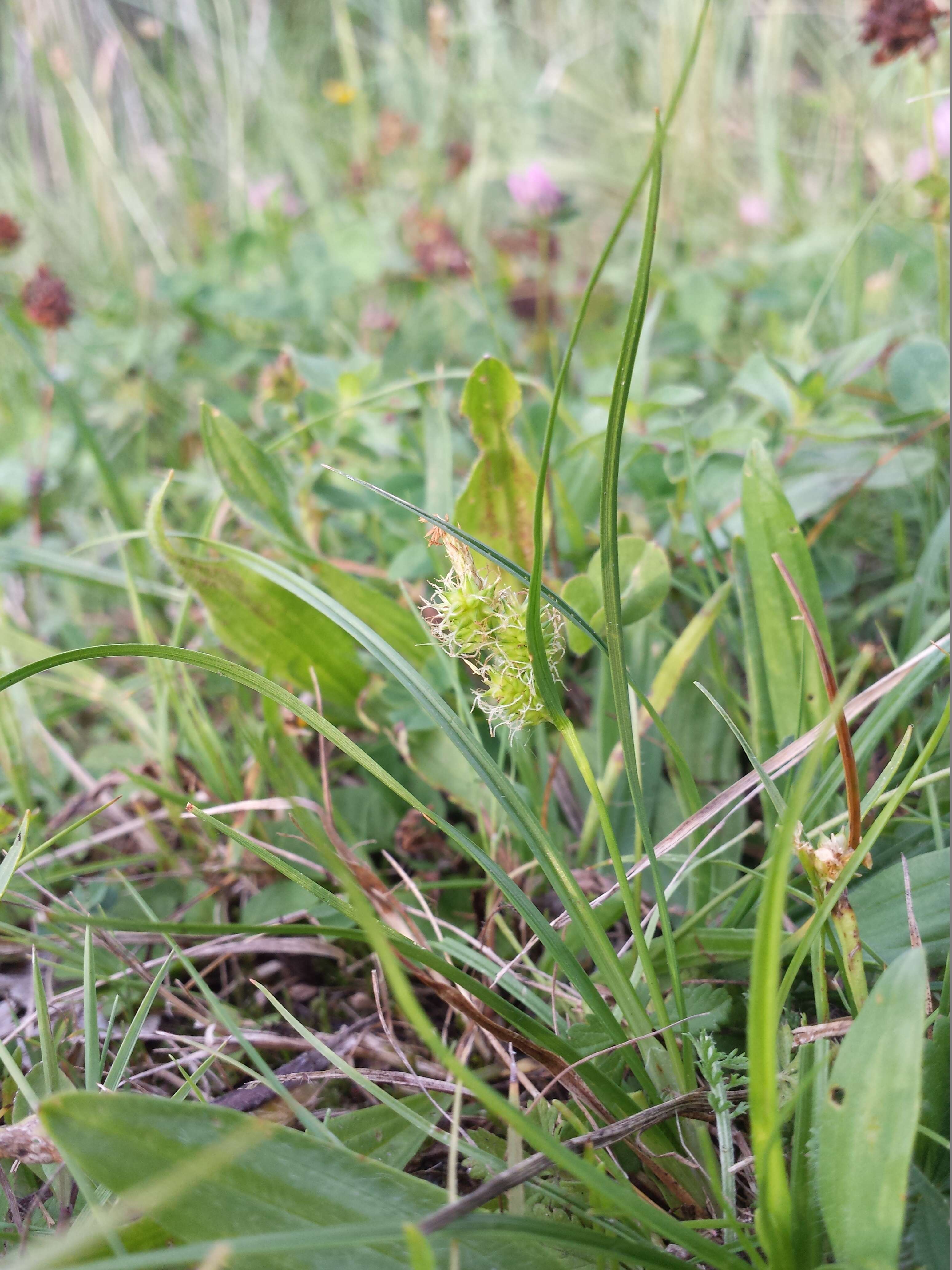 Image of Carex viridula